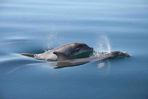 BND PAnderwald9093 image bnd_panderwald9093-jpg