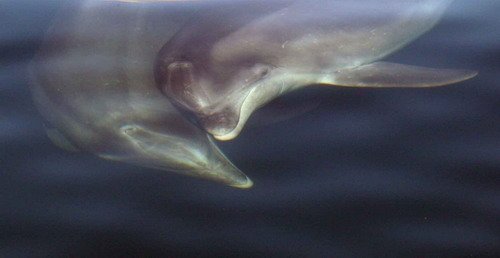 BND PAnderwald9106b image bnd_panderwald9106b-jpg