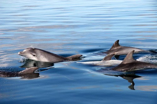 BND PAnderwald9143 image bnd_panderwald9143-jpg