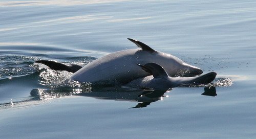 BND PAnderwald9165 image bnd_panderwald9165-jpg