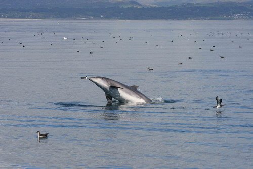 BND PAnderwald9194 image bnd_panderwald9194-jpg