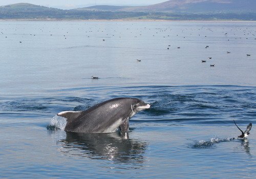 BND PAnderwald9204c image bnd_panderwald9204c-jpg