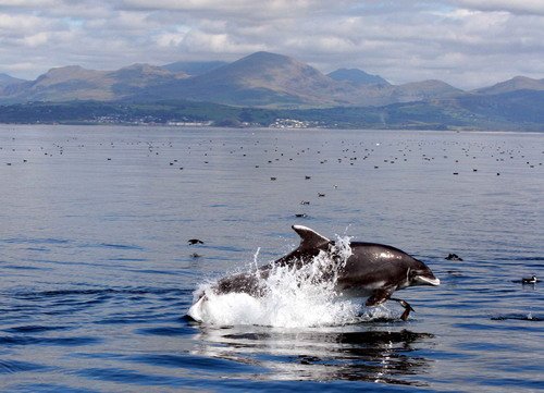 BND PAnderwald9207 image bnd_panderwald9207-jpg