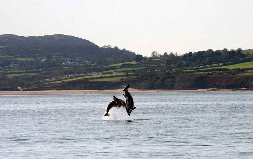 BND PAnderwald9517a image bnd_panderwald9517a-jpg