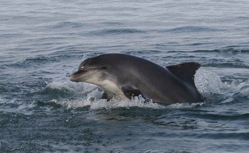 BND PAnderwald9568a image bnd_panderwald9568a-jpg