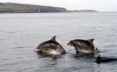 BND PAnderwald9576a image bnd_panderwald9576a-jpg