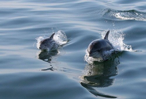 BND PAnderwald9710 image bnd_panderwald9710-jpg