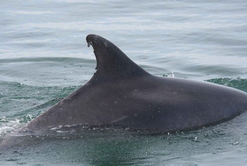 BND PAnderwald9721a image bnd_panderwald9721a-jpg