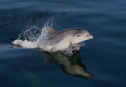 BND PAnderwald9736a image bnd_panderwald9736a-jpg