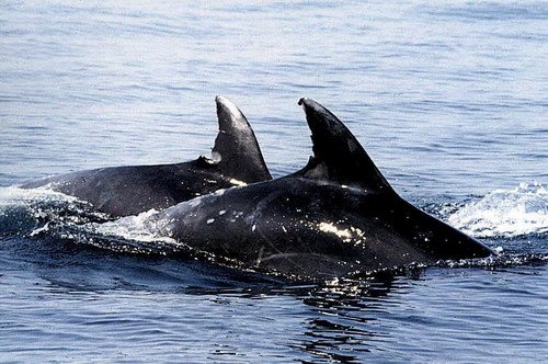 BND PGHEVANS24 image bnd_pghevans24-jpg