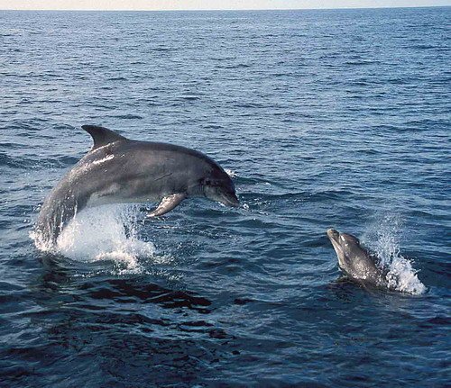 BND PGHEVANS51 image bnd_pghevans51-jpg