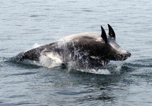 BND PGHEvans1071a image bnd_pghevans1071a-jpg