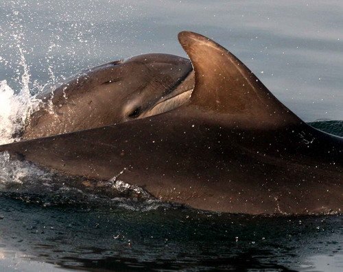 BND PGHEvans1954a image bnd_pghevans1954a-jpg