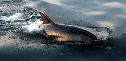 BND PGHEvans2046a image bnd_pghevans2046a-jpg