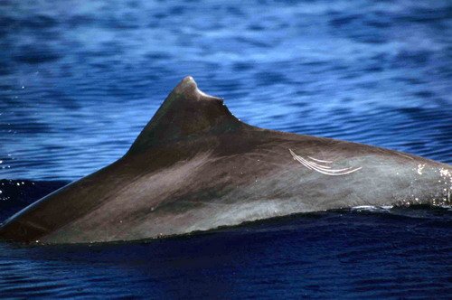 BND RWBAIRD2 image bnd_rwbaird2-jpg