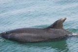 Bottlenose Dolphin
