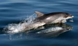 Bottlenose Dolphin