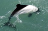 Commersons Dolphin