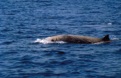 image cbw_mpulcini3-jpg