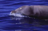 Cuviers Beaked Whale