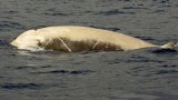 Cuviers Beaked Whale