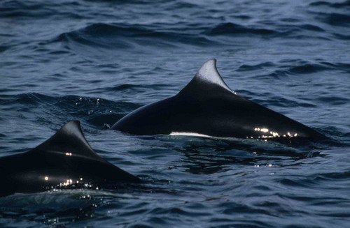 image dp_rwbaird2-jpg