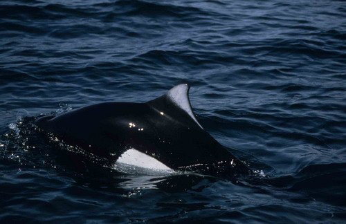 image dp_rwbaird4-jpg