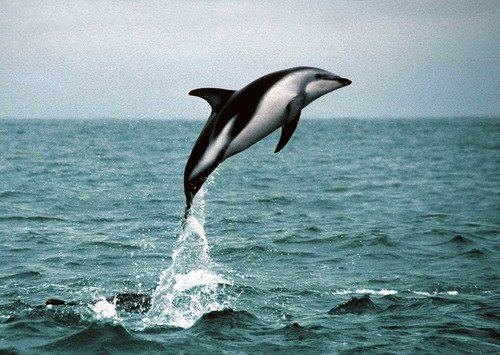 image dd_bwursig1-jpg