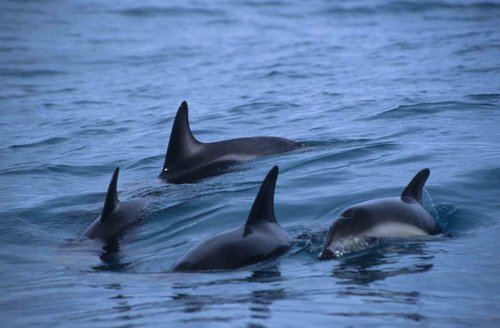 image dd_rwbaird3-jpg