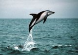 Dusky Dolphin