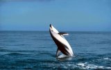 Dusky Dolphin