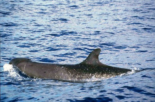 image fkw_rwbaird2-jpg