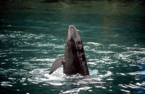 image fkw_thenningsen1-jpg