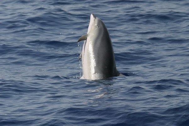 image fd_bbrederlau3-jpg