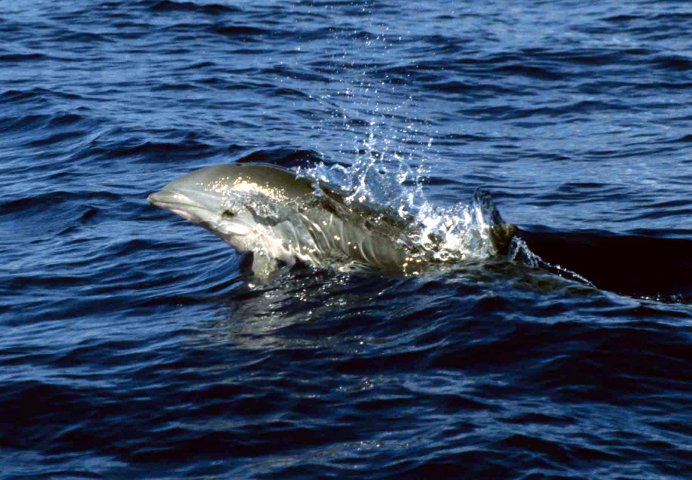 FD PGHEVANS1a image fd_pghevans1a-jpg