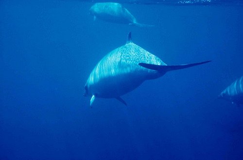 image gervaisbw_fritter1-jpg