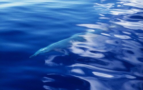 image gervaisbw_fritter2-jpg