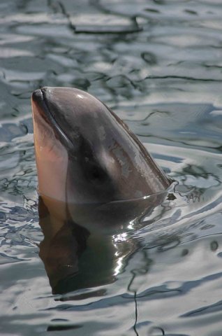 image hp_mbaines21-jpg