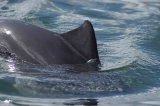 Harbour Porpoise