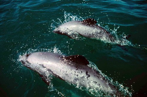 HD BWURSIG image hd_bwursig-jpg