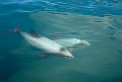 image hd_haauldlander1b-jpg