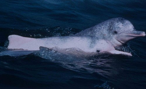 image iphbd_lporter2-jpg