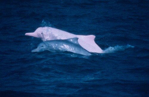 image iphbd_lporter1-jpg