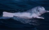 Indo-Pacific Humpback Dolphin