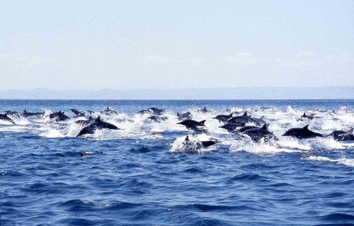 image lbcd_cswann-spl2-jpg