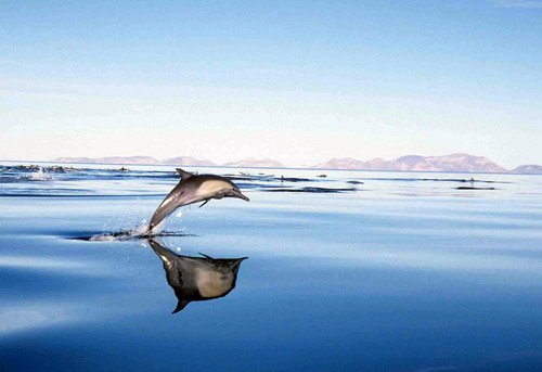 image lbcd_cswann24a-jpg