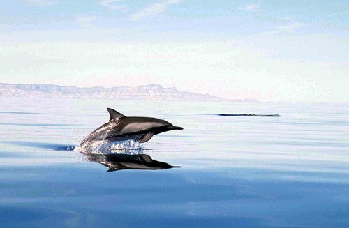 image lbcd_cswann32-jpg