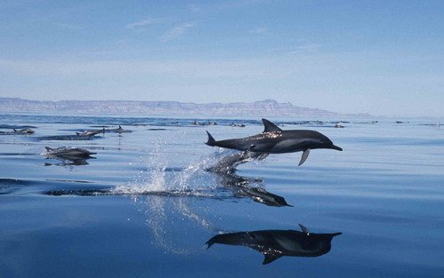 image lbcd_cswann36a-jpg