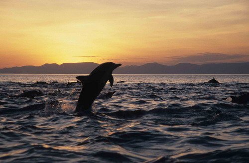 image lbcd_cswann37-jpg