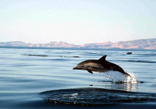 image lbcd_cswann40a-jpg